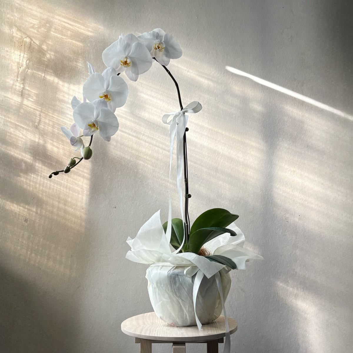 Vaso de Orquídea Branca