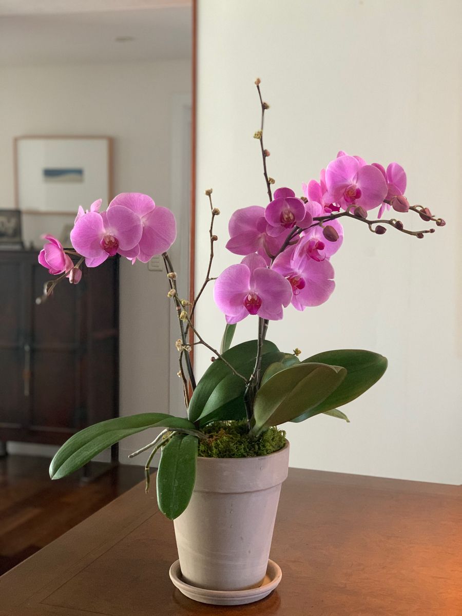 Vaso de Orquídea Rosa